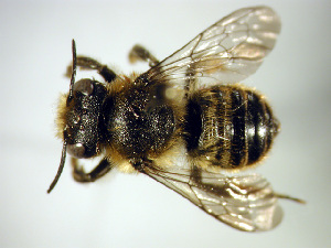  ( - Bee31)  @13 [ ] Copyright (2010) Unspecified Unspecified