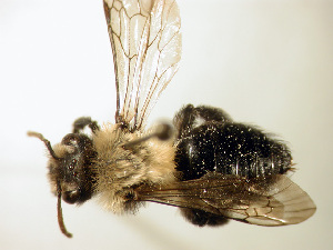  (Andrena carlini - Bee188)  @15 [ ] Copyright (2010) Unspecified Unspecified