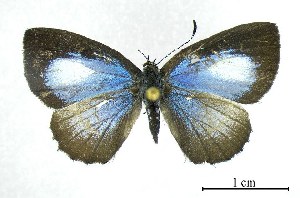  ( - USNM ENT 00933951)  @13 [ ] Unspecified (default): All Rights Reserved  Unspecified Unspecified