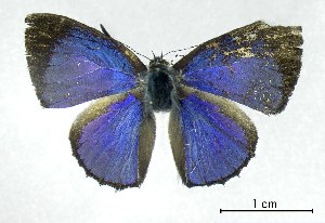  ( - USNM ENT 00933950a)  @13 [ ] Unspecified (default): All Rights Reserved  Unspecified Unspecified