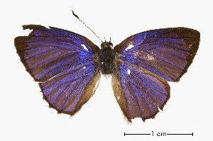  ( - USNM ENT 00195700)  @13 [ ] Unspecified (default): All Rights Reserved  Unspecified Unspecified