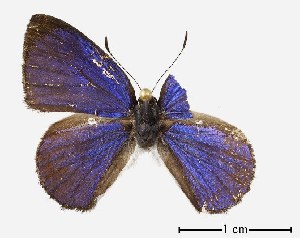  ( - USNM ENT 00204378)  @13 [ ] Unspecified (default): All Rights Reserved  Unspecified Unspecified