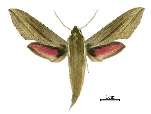  (Hippotion gracilis - USNM ENT 00195466)  @15 [ ] Copyright (2010) Scott Miller Smithsonian Institution