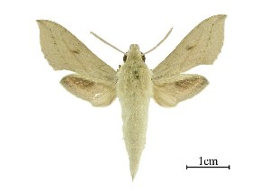  (Hippotion roseipennis - USNM ENT 00196123)  @15 [ ] Copyright (2010) Scott Miller Smithsonian Institution