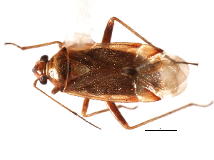  (Pinalitus rostratus - CNC-HEM-0490)  @14 [ ] CreativeCommons - Attribution (2010) CBG Photography Group Centre for Biodiversity Genomics