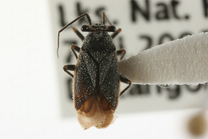  ( - CNC-HEM-1695)  @12 [ ] CreativeCommons - Attribution (2009) CBG Photography Group Centre for Biodiversity Genomics