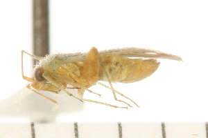  (Orthotylus concolor - CNC-HEM-0796)  @12 [ ] CreativeCommons - Attribution (2010) CBG Photography Group Centre for Biodiversity Genomics