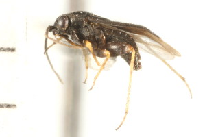  (Chlamydatus suavis - CNC-HEM-1530)  @13 [ ] CreativeCommons - Attribution (2010) CBG Photography Group Centre for Biodiversity Genomics