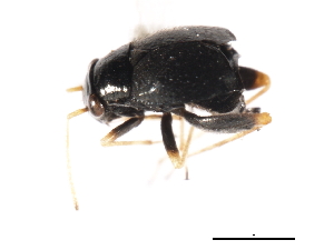  ( - CNC-HEM-0627)  @12 [ ] CreativeCommons - Attribution (2009) CBG Photography Group Centre for Biodiversity Genomics