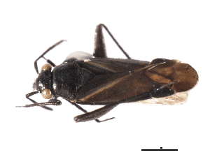  ( - CNC-HEM-0632)  @13 [ ] CreativeCommons - Attribution (2009) CBG Photography Group Centre for Biodiversity Genomics