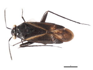  ( - CNC-HEM-0633)  @13 [ ] CreativeCommons - Attribution (2009) CBG Photography Group Centre for Biodiversity Genomics