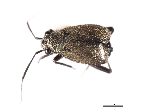  ( - CNC-HEM-0634)  @13 [ ] CreativeCommons - Attribution (2009) CBG Photography Group Centre for Biodiversity Genomics