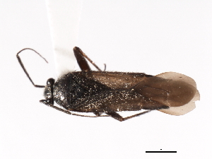  ( - CNC-HEM-0638)  @12 [ ] CreativeCommons - Attribution (2009) CBG Photography Group Centre for Biodiversity Genomics