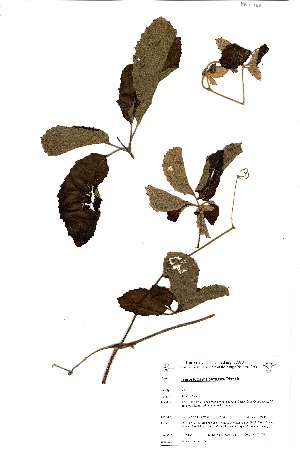  (Ampelocissus obtusata - RBN188)  @11 [ ] No Rights Reserved (2011) Olivier Maurin University of Johannesburg