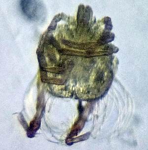  ( - CCDB 48502 F08)  @11 [ ] CreativeCommons - Attribution Share-Alike (2024) Unspecified University of Montenegro, Faculty of Sciences and Mathematics, Department of Biology, Podgorica