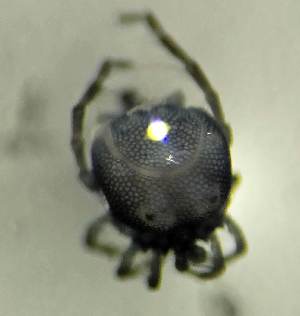  (Arrenurus crenatus - CCDB 48502 F10)  @11 [ ] CreativeCommons - Attribution Share-Alike (2024) Unspecified University of Montenegro, Faculty of Sciences and Mathematics, Department of Biology, Podgorica