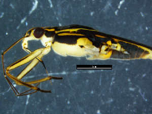  ( - DBCAHEM_AIA171)  @11 [ ] CreativeCommons - Attribution Non-Commercial Share-Alike (2019) DBCA Department of Biodiversity, Conservation and Attractions