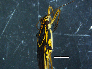  (Limnogonus fossarum gilguy - DBCAHEM_AIA173)  @11 [ ] CreativeCommons - Attribution Non-Commercial Share-Alike (2019) DBCA Department of Biodiversity, Conservation and Attractions