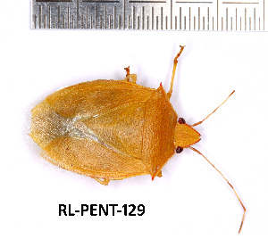  (Loxa nesiotes - RL-PENT-129)  @11 [ ] Creative common (2022) Rodolphe Rougerie Museum national d'Histoire naturelle, Paris