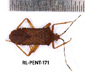  ( - RL-PENT-171)  @11 [ ] Creative common (2022) Rodolphe Rougerie Museum national d'Histoire naturelle, Paris