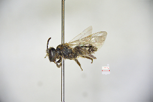  (Andrena subshawella - CP16012)  @11 [ ] CreativeCommons - Attribution Share-Alike (2020) Unspecified China Agricultural University