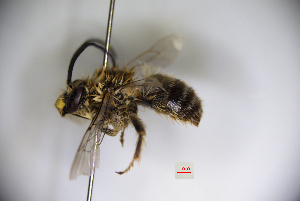  (Eucera chinensis - CP16022)  @11 [ ] bync (2019) Unspecified China Agricultural University