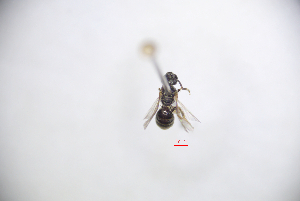  (Lasioglossum halictoides - CP16039)  @11 [ ] by-nc (2019) Unspecified China Agricultural University