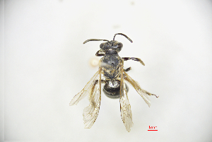  (Andrena luridiloma - CP16050)  @11 [ ] by-nc (2019) Unspecified China Agricultural University