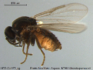  ( - HED-Cer175)  @11 [ ] Creative Commons  Attribution Non-Commercial Share-Alike (2017) NTNU University Museum, Department of Natural History NTNU University Museum, Department of Natural History