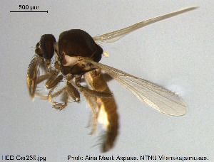  ( - HED-Cer239)  @11 [ ] Creative Commons  Attribution Non-Commercial Share-Alike (2017) NTNU University Museum, Department of Natural History NTNU University Museum, Department of Natural History