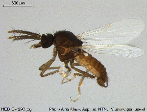  ( - HED-Cer290)  @13 [ ] Creative Commons  Attribution Non-Commercial Share-Alike (2017) NTNU University Museum, Department of Natural History NTNU University Museum, Department of Natural History