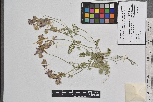  (Hedysarum bucharicum - Hedy02)  @11 [ ] Copyright (2021) Unspecified Institute of Botany, Academy of Sciences of Uzbekistan