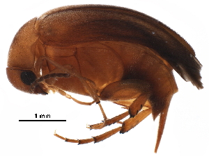  (Mordellistena errans - BIOUG02603-D12)  @14 [ ] CreativeCommons - Attribution (2018) CBG Photography Group Centre for Biodiversity Genomics