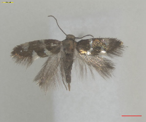  (Antispila aurirubra - RMNH.INS.17058)  @11 [ ] CreativeCommons  Attribution (by) (2025) Erik J. van Nieukerken-Naturalis Naturalis Biodiversity Center