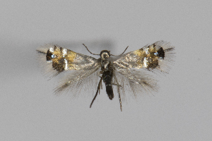  ( - RMNH.INS.25094)  @11 [ ] CreativeCommons - Attribution Share-Alike (2025) Steven Whitebread Research Collection of Steven Whitebread