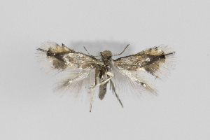  (Coptodisca AlnusUSA - RMNH.INS.25094)  @11 [ ] CreativeCommons - Attribution Share-Alike (2025) Steven Whitebread Research Collection of Steven Whitebread