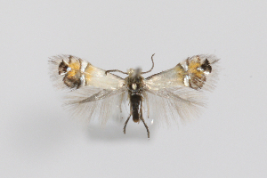  (Coptodisca VacciniumUSA - RMNH.INS.25093)  @11 [ ] CreativeCommons - Attribution Share-Alike (2025) Steven Whitebread Research Collection of Steven Whitebread