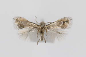  ( - RMNH.INS.25093)  @11 [ ] CreativeCommons - Attribution Share-Alike (2025) Steven Whitebread Research Collection of Steven Whitebread