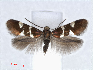  (Antispila metallella - RMNH.INS.24371)  @14 [ ] CreativeCommons - Attribution Non-Commercial Share-Alike (2013) Erik J. van Nieukerken Naturalis, Biodiversity Center
