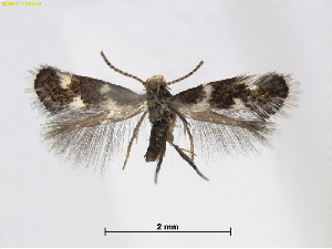  (heliozelidgenus HibbertiaAusWA - RMNH.INS.24522)  @14 [ ] CreativeCommons - Attribution Non-Commercial Share-Alike (2015) Unspecified Naturalis Biodiversity Centre