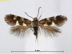  (Antispila corniella - RMNH.INS.24535)  @14 [ ] CreativeCommons - Attribution Non-Commercial Share-Alike (2015) Unspecified Naturalis Biodiversity Centre