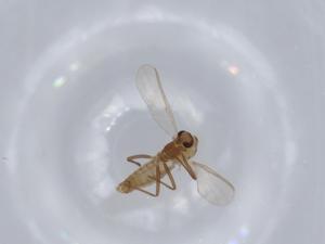  ( - BIOUG62593-C07)  @11 [ ] CreativeCommons - Attribution (2020) Centre for Biodiversity Genomics Centre for Biodiversity Genomics