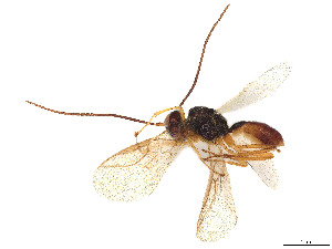  ( - BIOUG63156-C10)  @11 [ ] CreativeCommons - Attribution Share - Alike (2023) CBG Photography Group Centre for Biodiversity Genomics