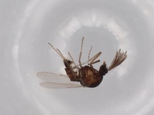  ( - BIOUG63156-B06)  @11 [ ] CreativeCommons - Attribution (2020) Centre for Biodiversity Genomics Centre for Biodiversity Genomics