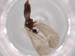  ( - BIOUG63156-C01)  @11 [ ] CreativeCommons - Attribution (2020) Centre for Biodiversity Genomics Centre for Biodiversity Genomics