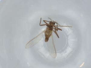  ( - BIOUG63208-F03)  @11 [ ] CreativeCommons - Attribution (2020) Centre for Biodiversity Genomics Centre for Biodiversity Genomics