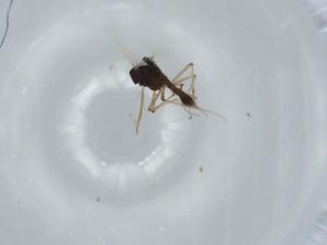  ( - BIOUG63210-B05)  @11 [ ] CreativeCommons - Attribution (2020) Centre for Biodiversity Genomics Centre for Biodiversity Genomics