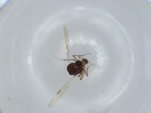  ( - BIOUG63212-G07)  @11 [ ] CreativeCommons - Attribution (2020) Centre for Biodiversity Genomics Centre for Biodiversity Genomics