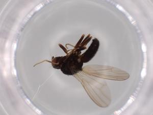  ( - BIOUG62876-G09)  @11 [ ] CreativeCommons - Attribution (2020) Centre for Biodiversity Genomics Centre for Biodiversity Genomics