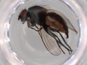 ( - BIOUG62885-B05)  @11 [ ] CreativeCommons - Attribution (2020) Centre for Biodiversity Genomics Centre for Biodiversity Genomics